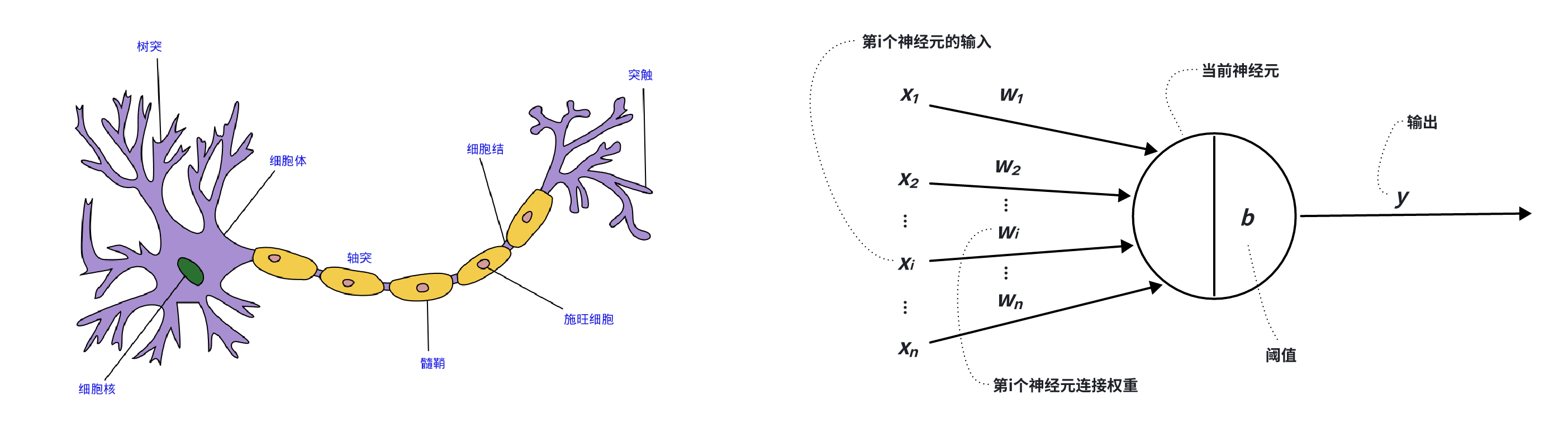 图 3-1 生物神经元（左）数学神经元M-P模型（右）示意图